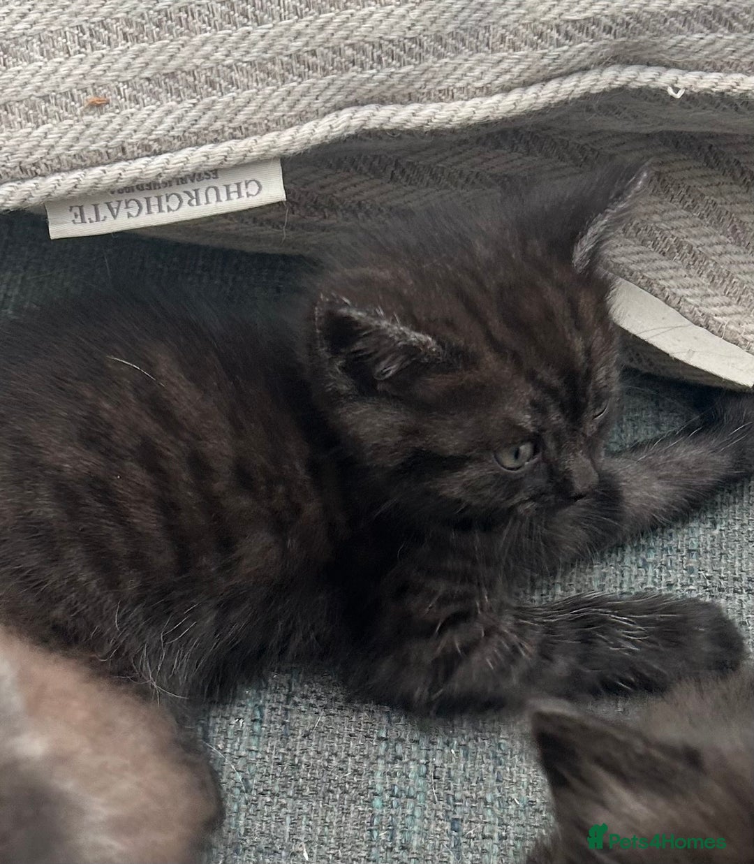 Domestic Shorthair cats for sale: GORGEOUS FLUFFY DARK TABBY KITTENS - Image 5