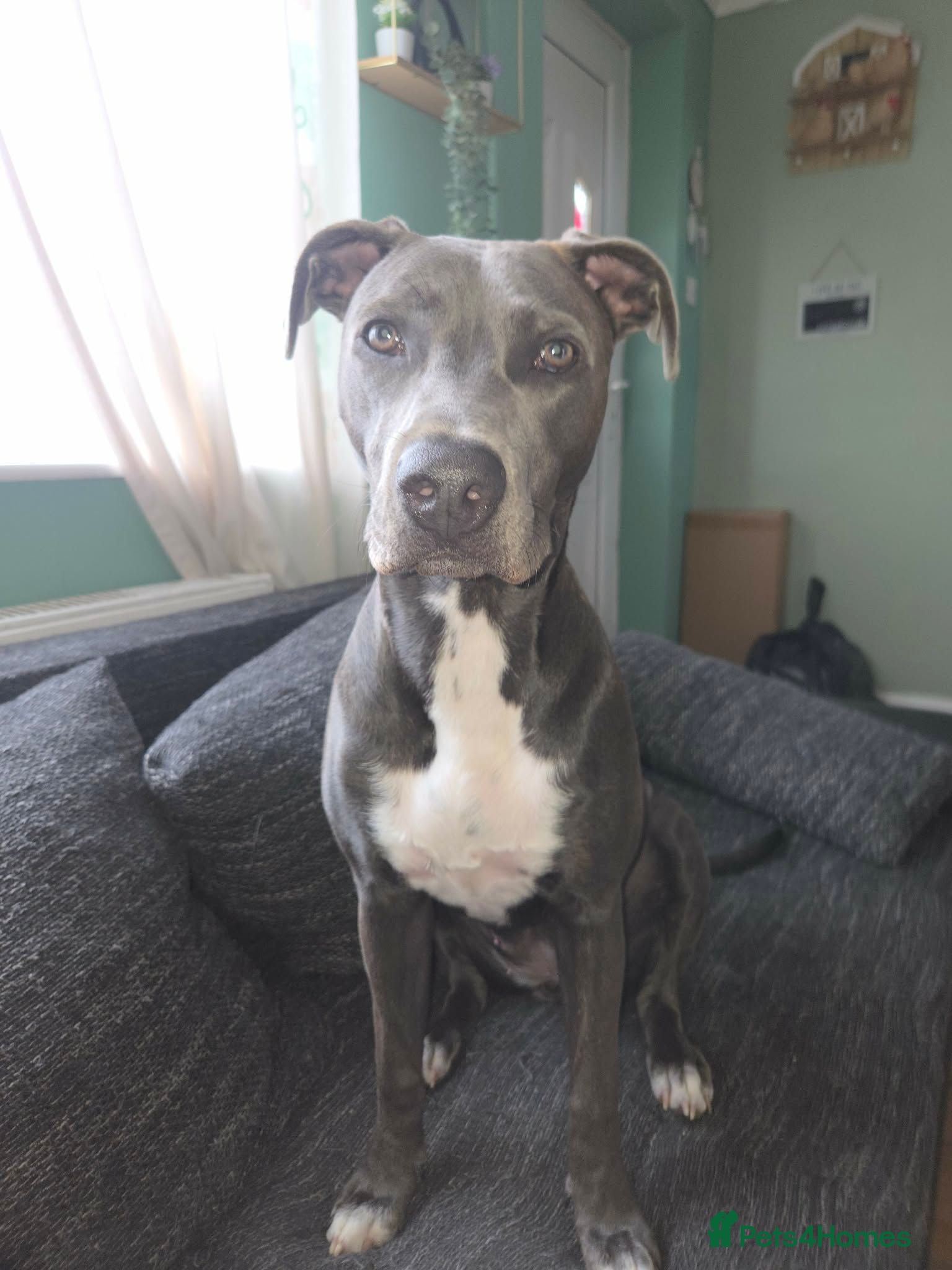 Mixed Breed dogs Daisy 8 months old  - Advert 1