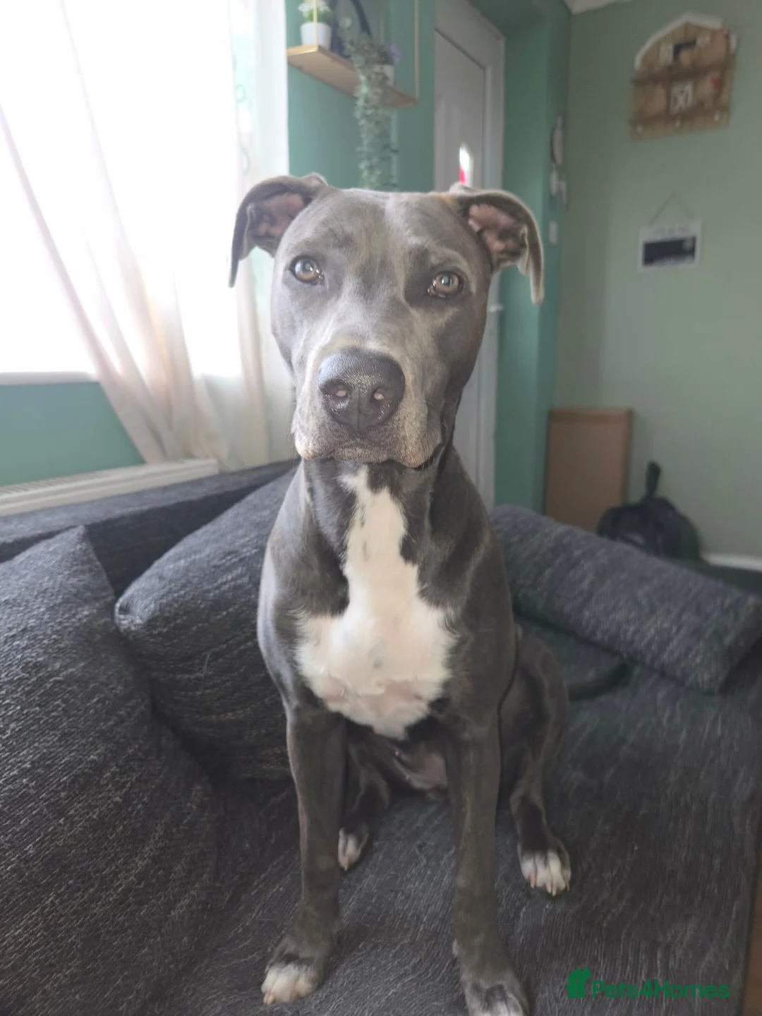 Mixed Breed dogs for sale: Daisy 8 months old  in Swadlincote - Advert 1