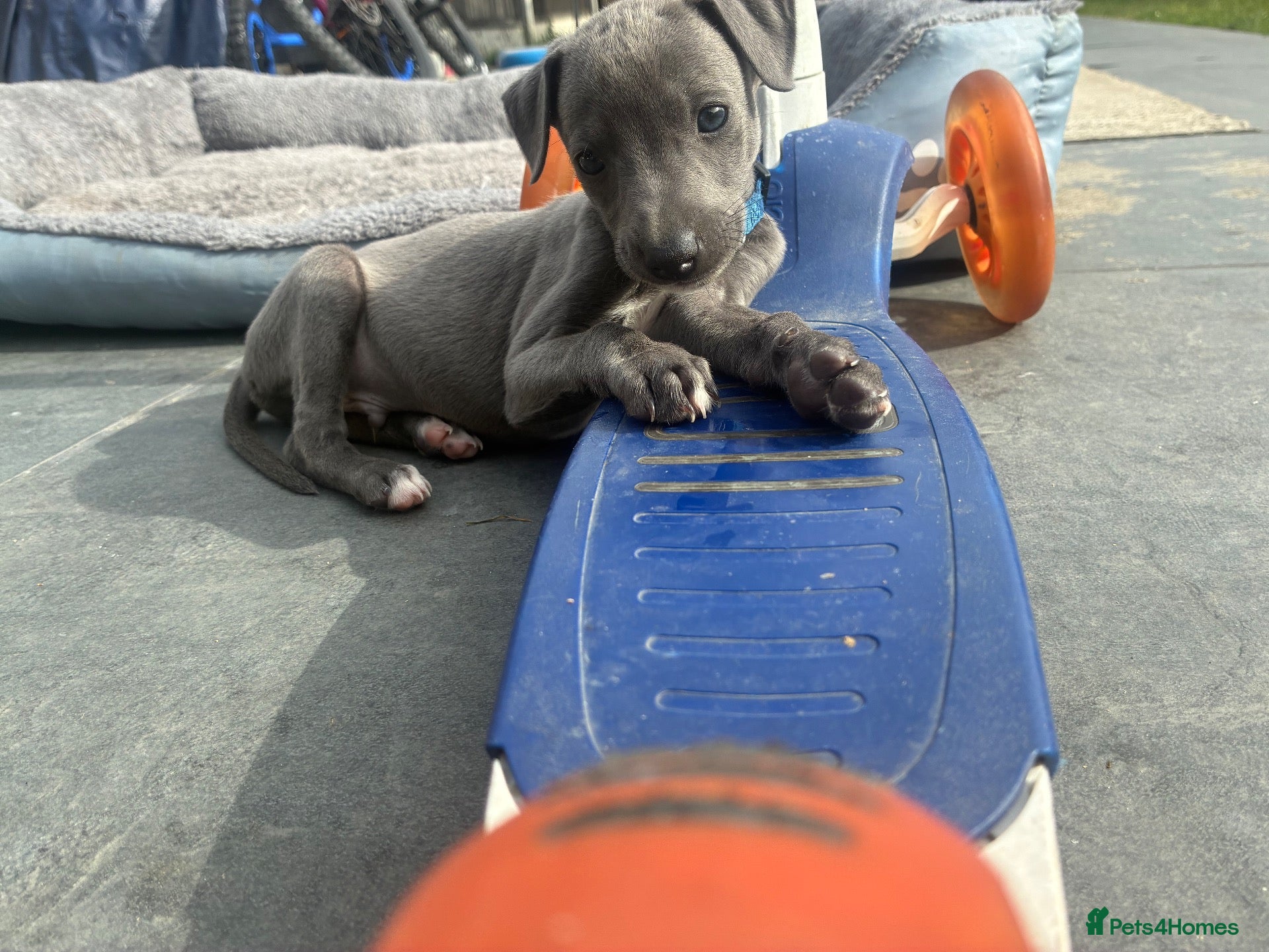 Whippet dogs blue whippets💙 1 boy left  - Advert 11