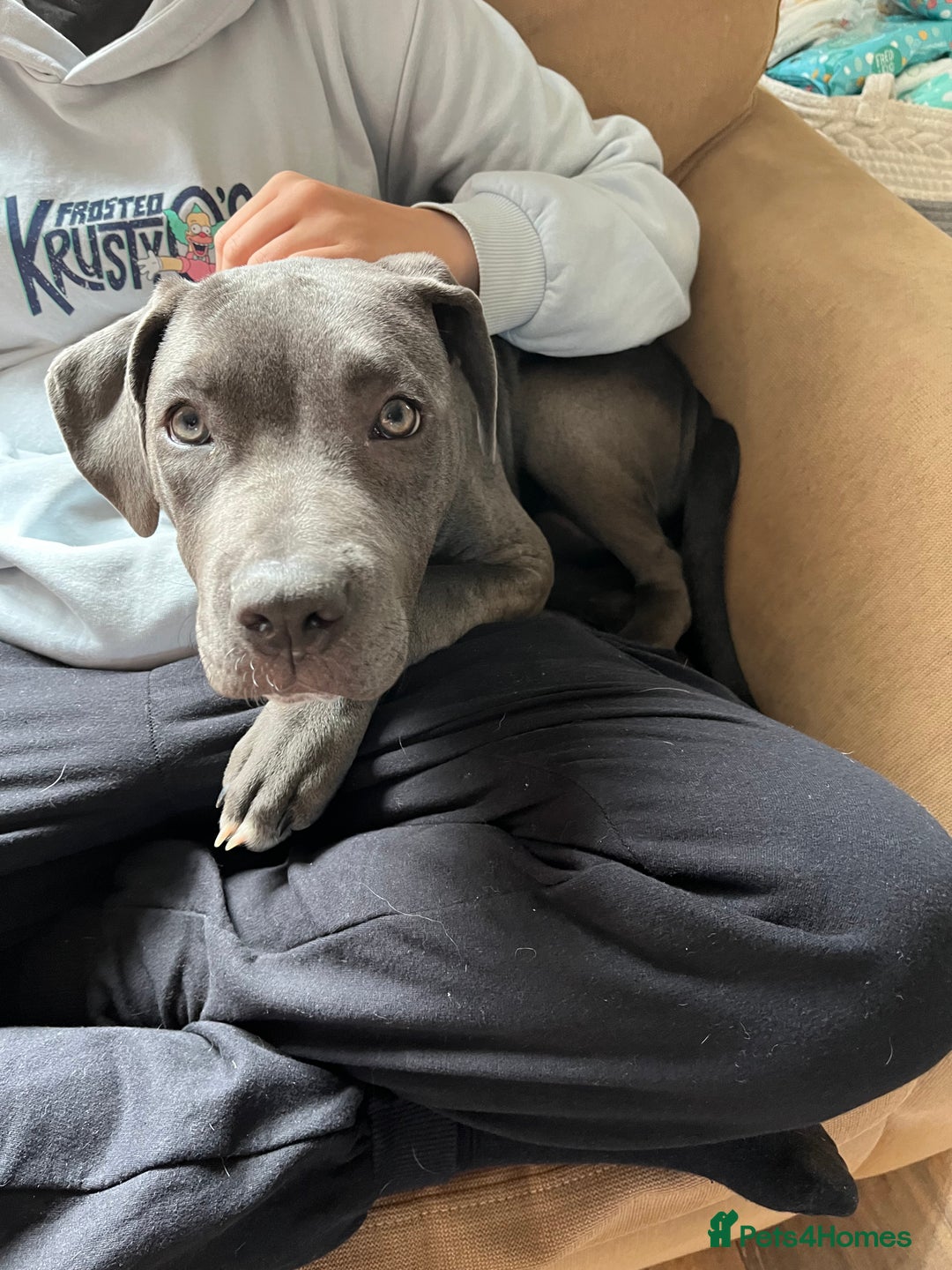 Cane Corso dogs for sale: Storm came corson  - Image 4