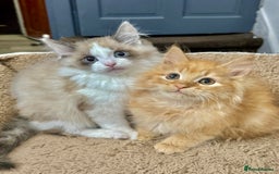 Mixed Breed cats for sale: BEAUTIFUL KITTENS  - Image 1