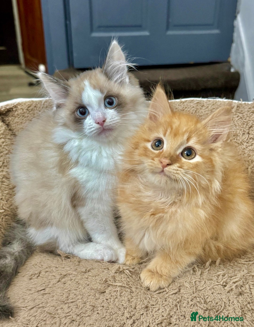 Mixed Breed cats for sale: BEAUTIFUL KITTENS  - Image 1