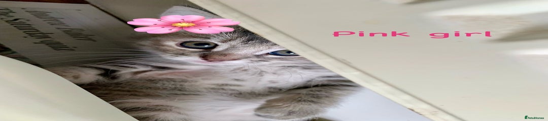 Pink 3