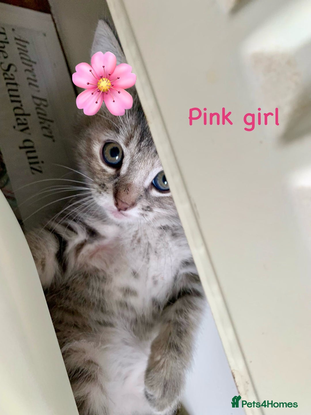 Siberian cats for sale: Siberian girl kittens ready for new home now - Image 16