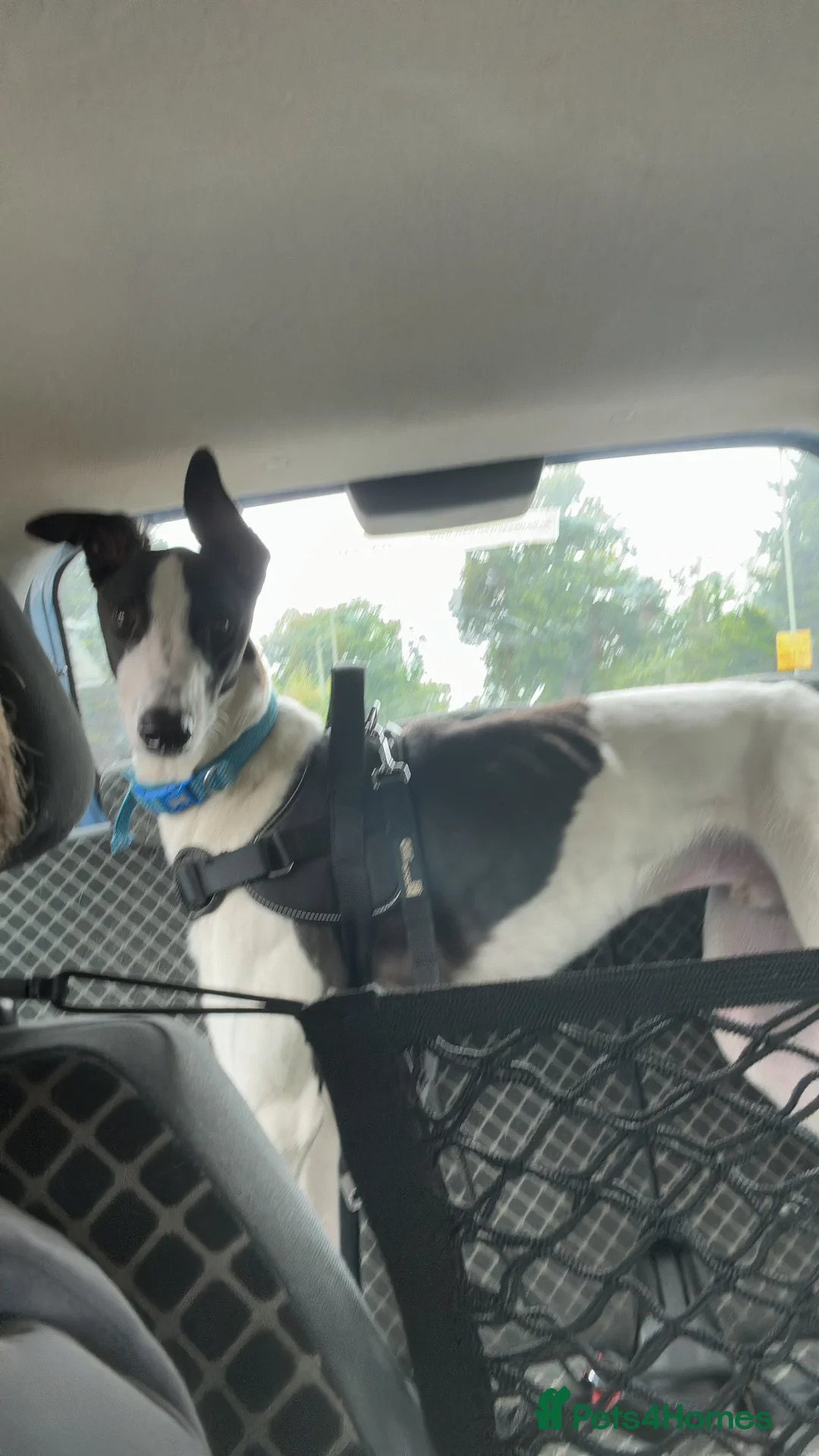 Greyhound dogs for sale: 2 year old greyhound  **   - Advert 6