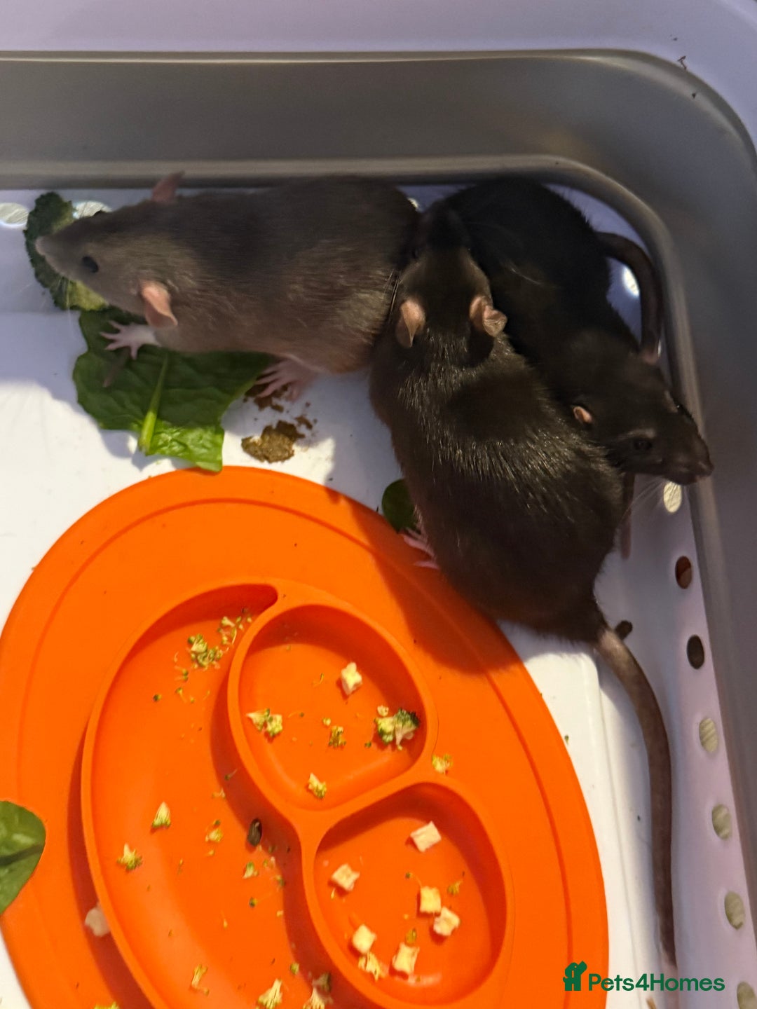 Rat rodents for sale: Two female rats with cage looking for new home - Image 3