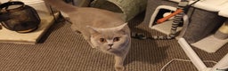British Shorthair cats for sale: championship bloodline BSH Tica Active Registered  - Advert 3