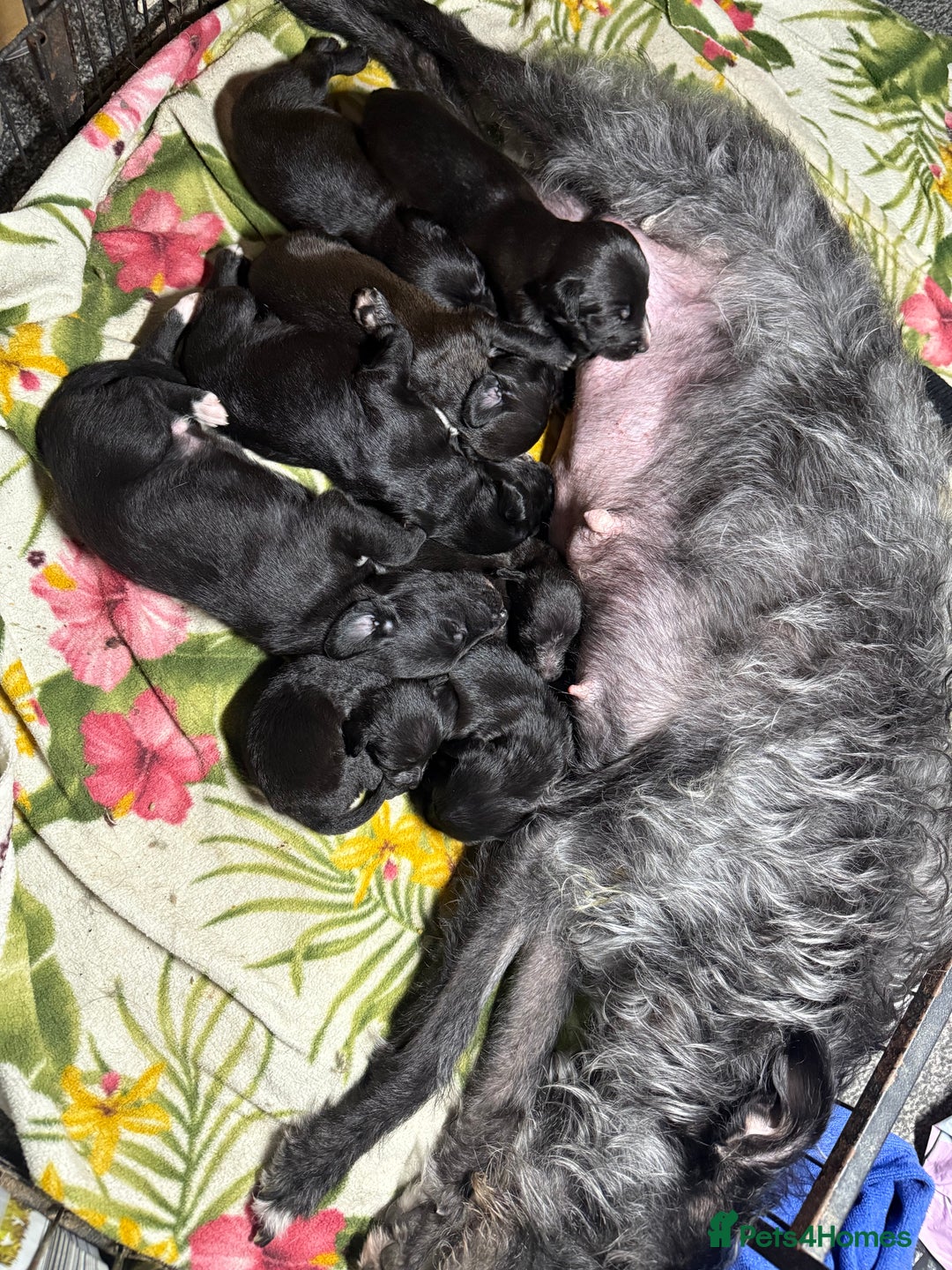 Lurcher dogs for sale: Bedding x whippet pups  - Advert 17