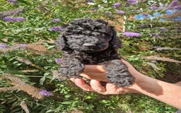 Cockapoo dogs for sale: EXCEPTIONAL HEALTH TESTED SHOW TYPE COCKAPOOS F1B - Image 15