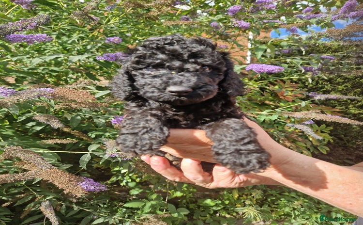 Cockapoo dogs - Advert 3