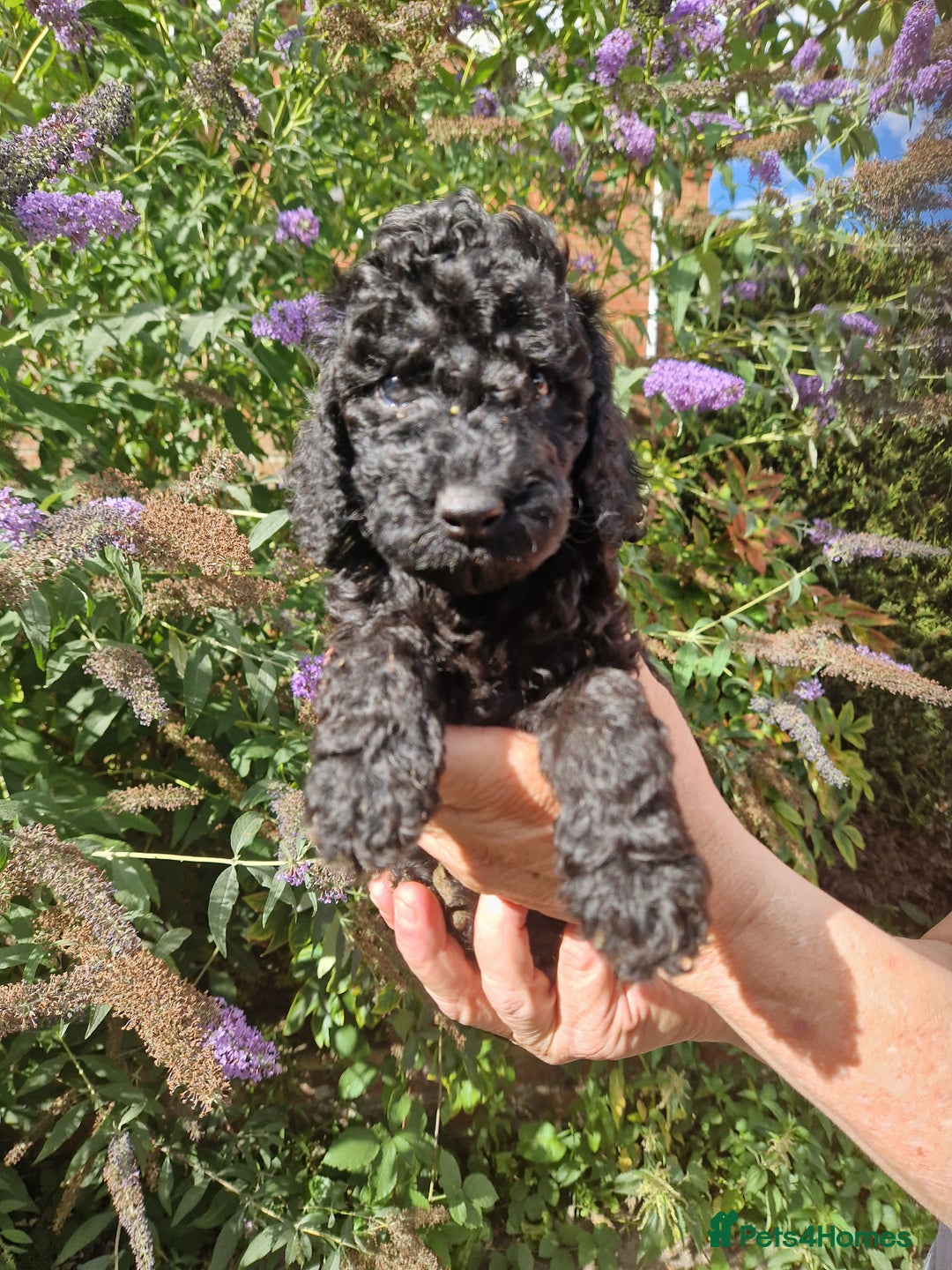 Cockapoo dogs for sale: EXCEPTIONAL HEALTH TESTED SHOW TYPE COCKAPOOS F1B - Image 15