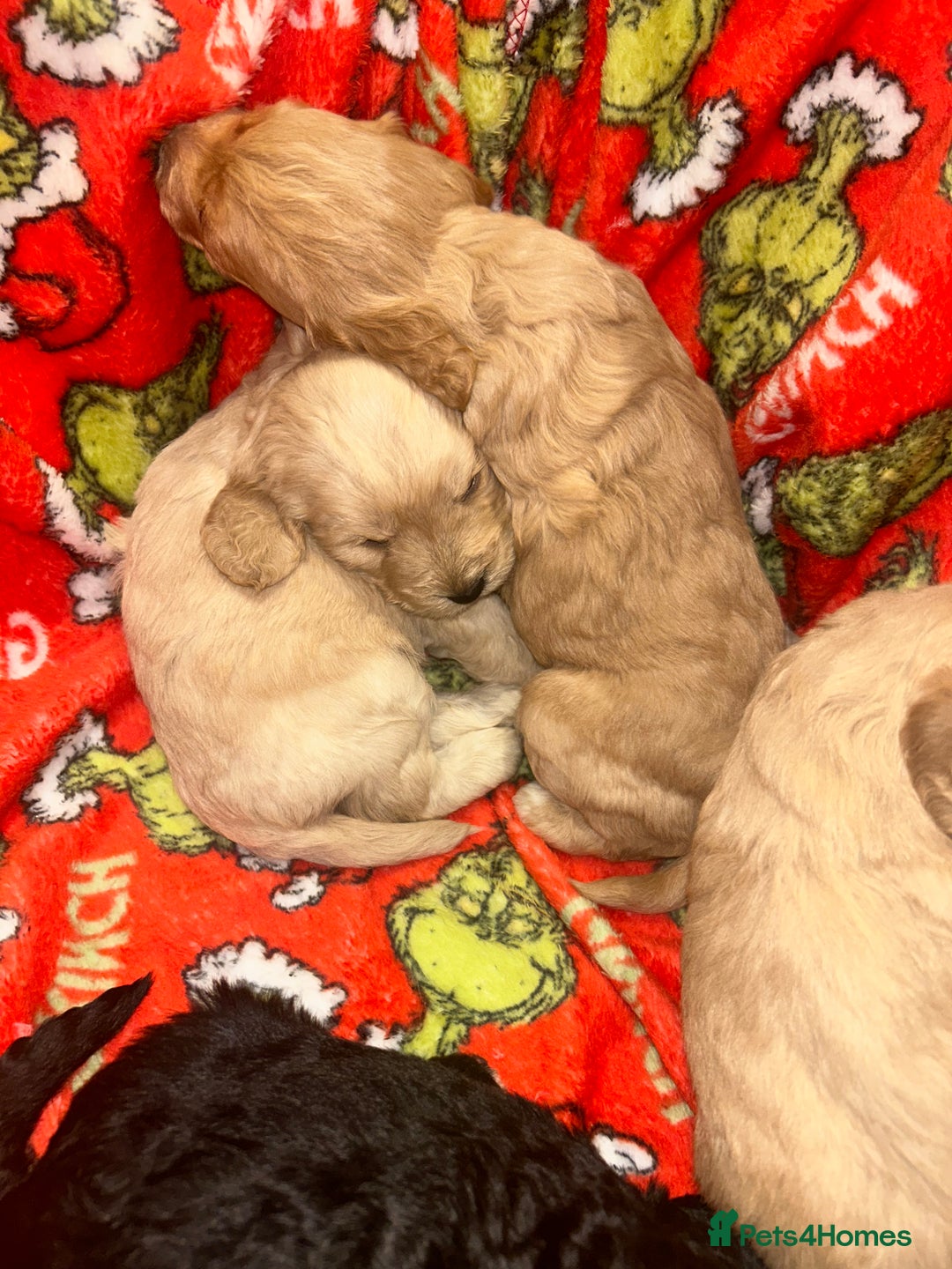 Cockapoo dogs for sale: F1 cockapoo puppies  - Image 4