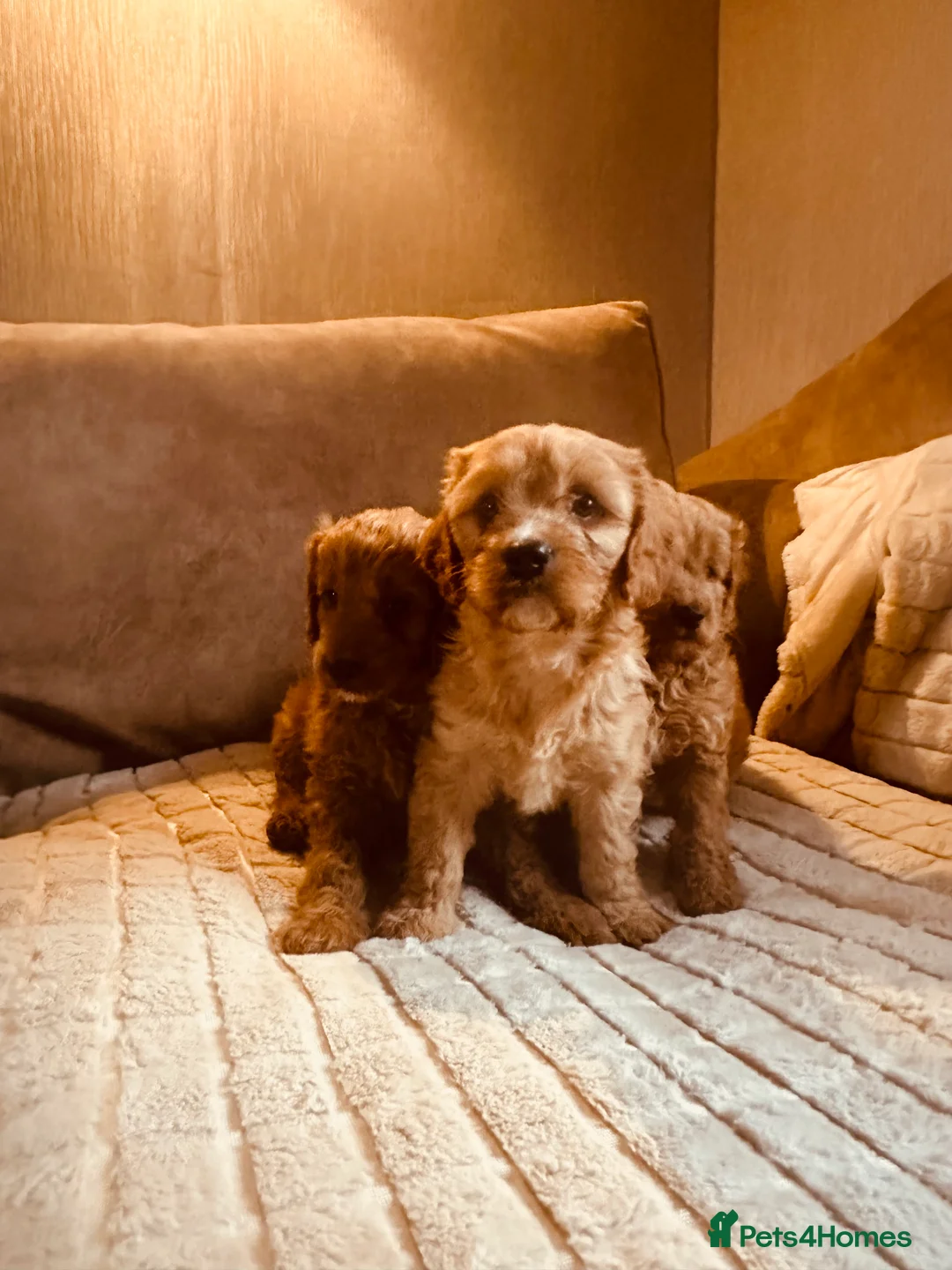 Cockapoo dogs for sale: Stunning cockapoos DNA health tested - Advert 3