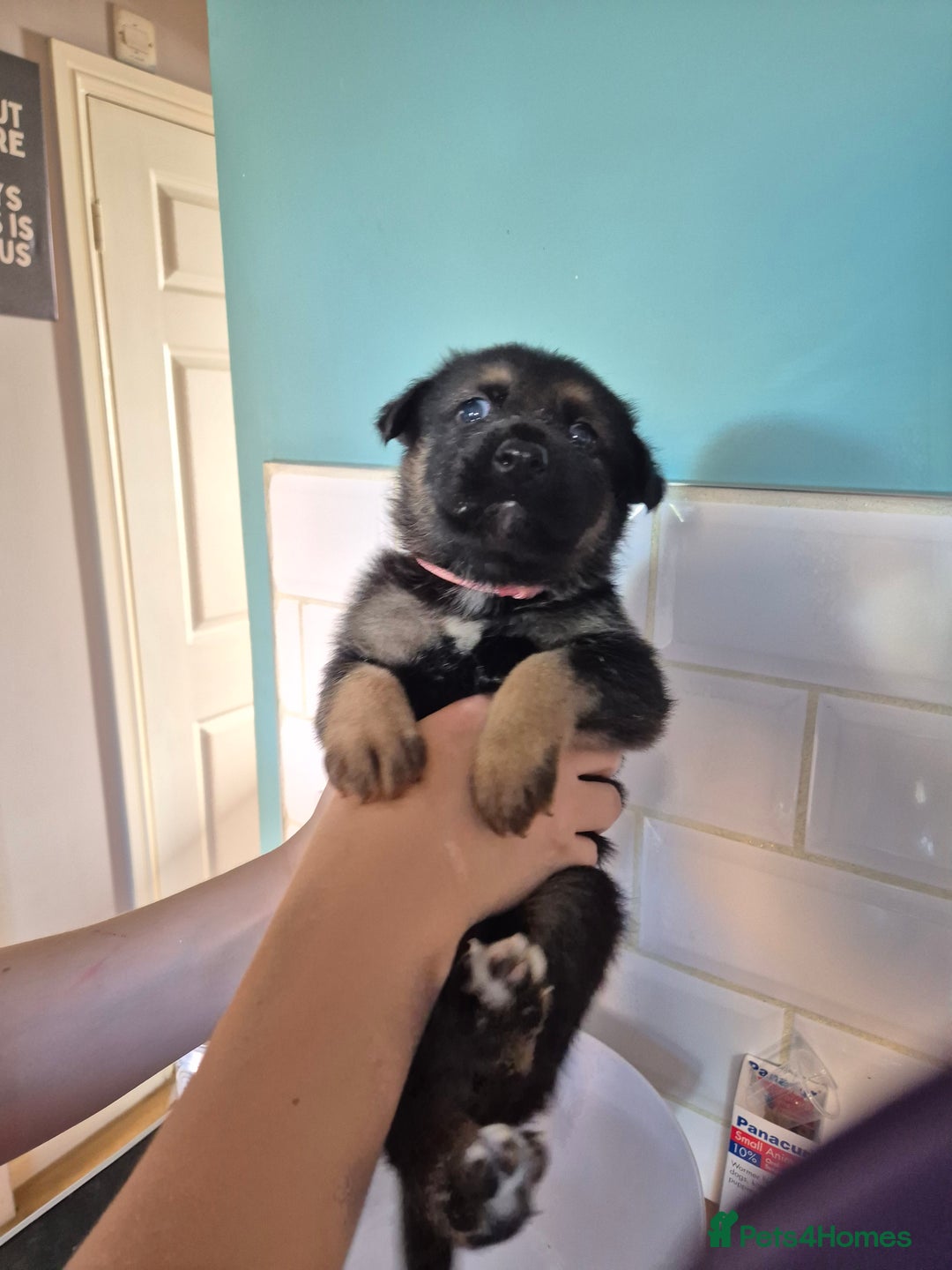 German Shepherd dogs for sale: Absolutely stunning German Shepherd pups in Doncaster - Image 25