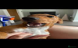 Jack Russell dogs for sale: Jack russel - Image 4