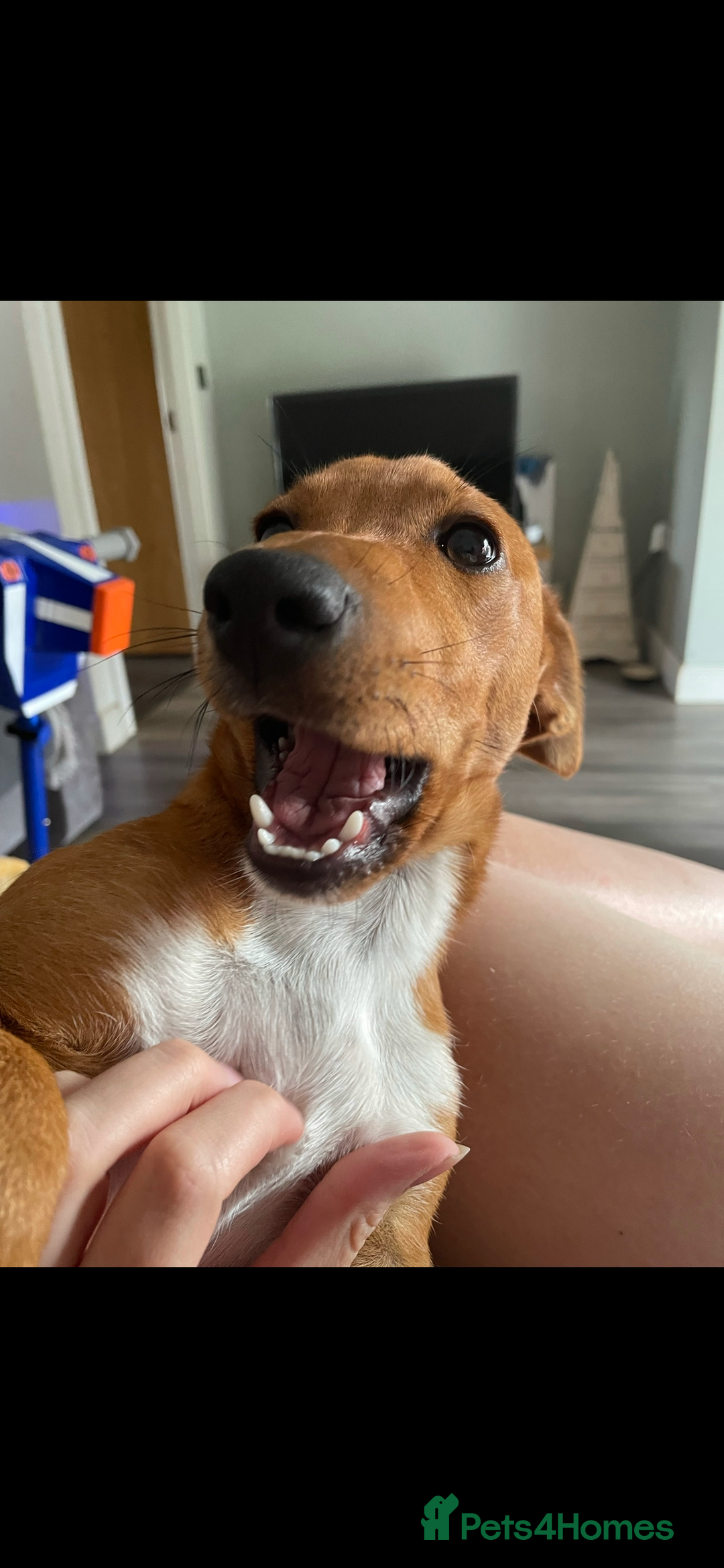 Jack Russell dogs for sale: Jack russel - Image 4