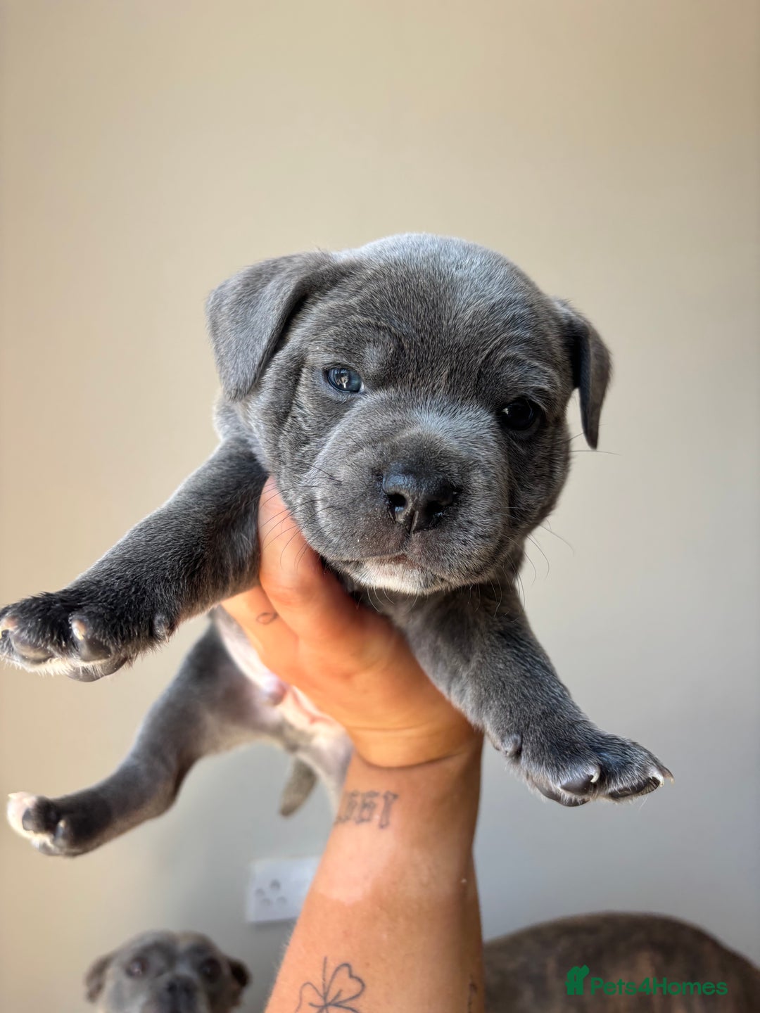 Mixed Breed dogs for sale: Staffy cross Frenchie puppies - Image 8