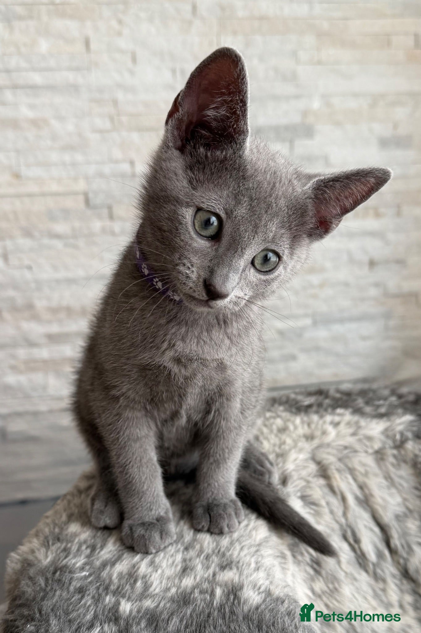 Russian Blue cats One last boy TICA registered Russian Blue - Advert 14