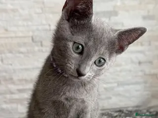 Russian Blue cats One last boy TICA registered Russian Blue - Advert 1