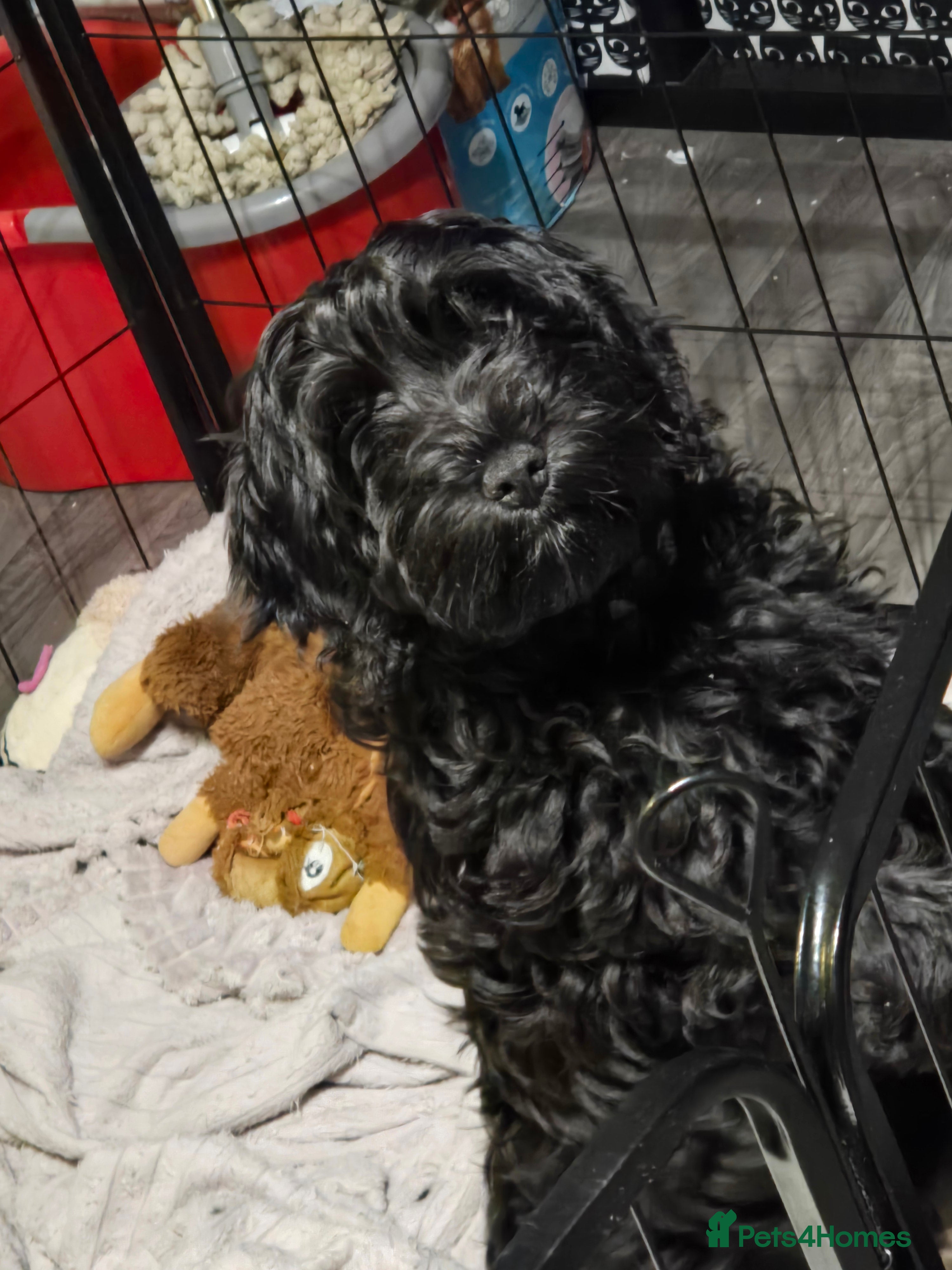 Cockapoo dogs Cockapoo Puppies Looking for Their Forever homes - Advert 16