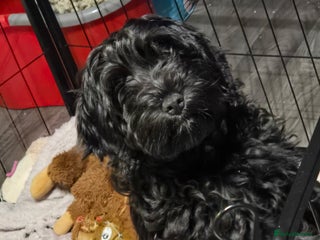 Cockapoo dogs Cockapoo Puppies Looking for Their Forever homes - Advert 13