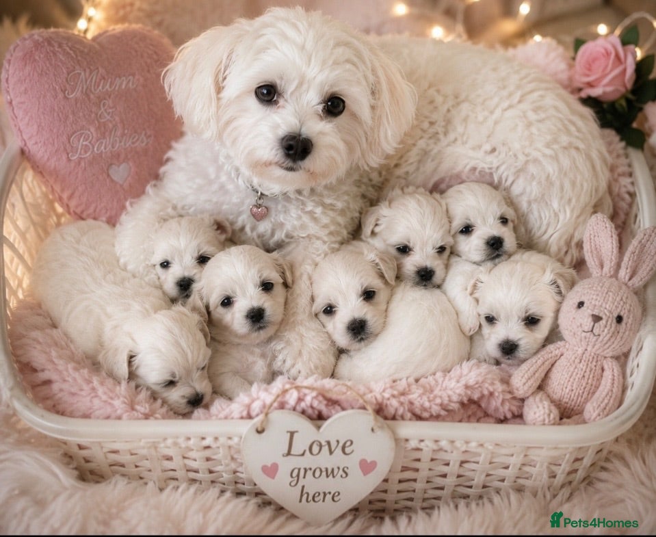 Mixed Breed dogs Beautiful Maltese x coton de Tuléar puppies 🐶  - Advert 1