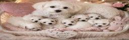 Mixed Breed dogs for sale: Beautiful Maltese x coton de Tuléar puppies 🐶  - Advert 1