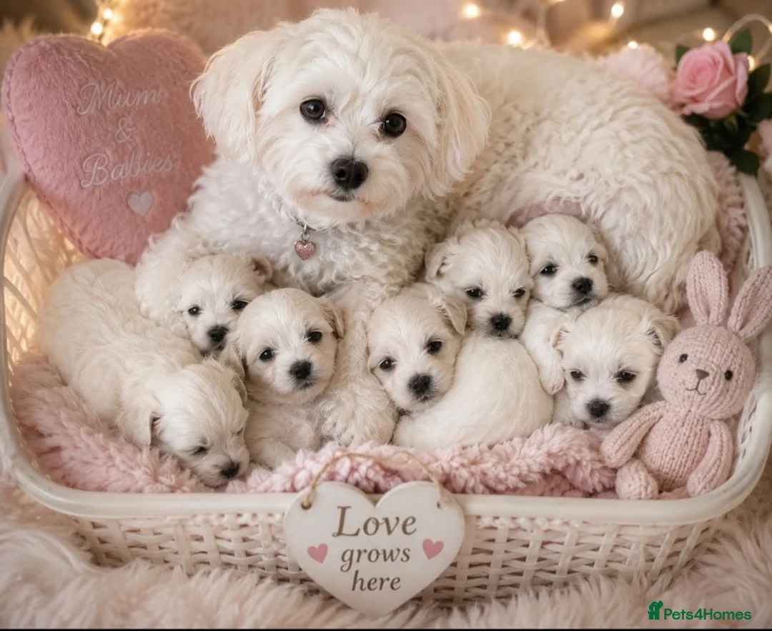 Mixed Breed dogs for sale: Beautiful Maltese x coton de Tuléar puppies 🐶  - Advert 1