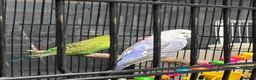 Budgerigars birds for sale: 2male Budgerigar  in Saint Helens - Advert 11