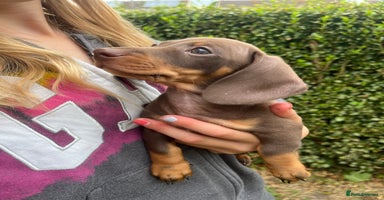 Dachshund dogs - Advert 7