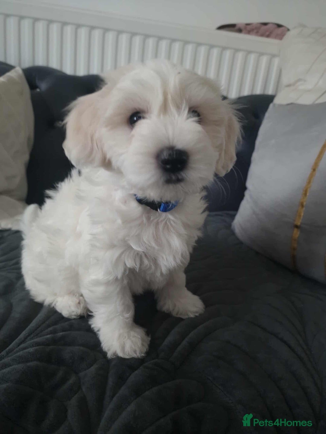 Maltese dogs for sale: 🐩 🏡 Beautiful maltese looking for new home 🏡🐩 - Image 20