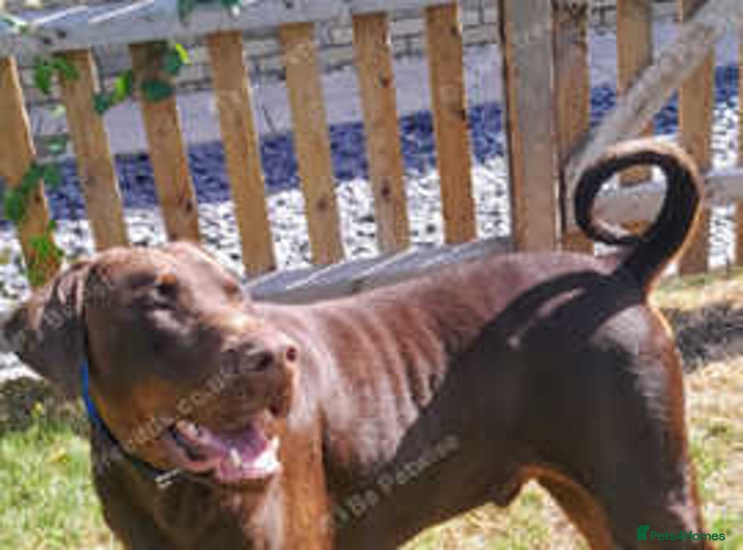Dobermann dogs for sale: LOUIS 3 YEAR OLD DOBERMANN £900 ONO - Advert 4