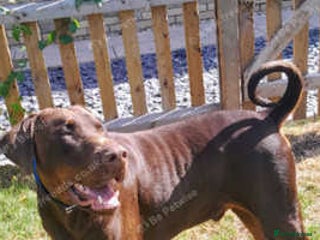 Dobermann dogs LOUIS 3 YR OLD DOBERMANN DOG £800 ONO - Advert 2