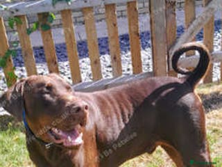 Dobermann dogs LOUIS 3 YR OLD DOBERMANN DOG £800 - Advert 5