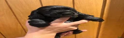 Cocker Spaniel dogs for sale: 7 Beautiful Show Cocker Spaniels - Advert 17