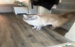 Ragdoll cats for sale: Ted 4yr old Blue Tabby Point Ragdoll for rehoming  - Image 5