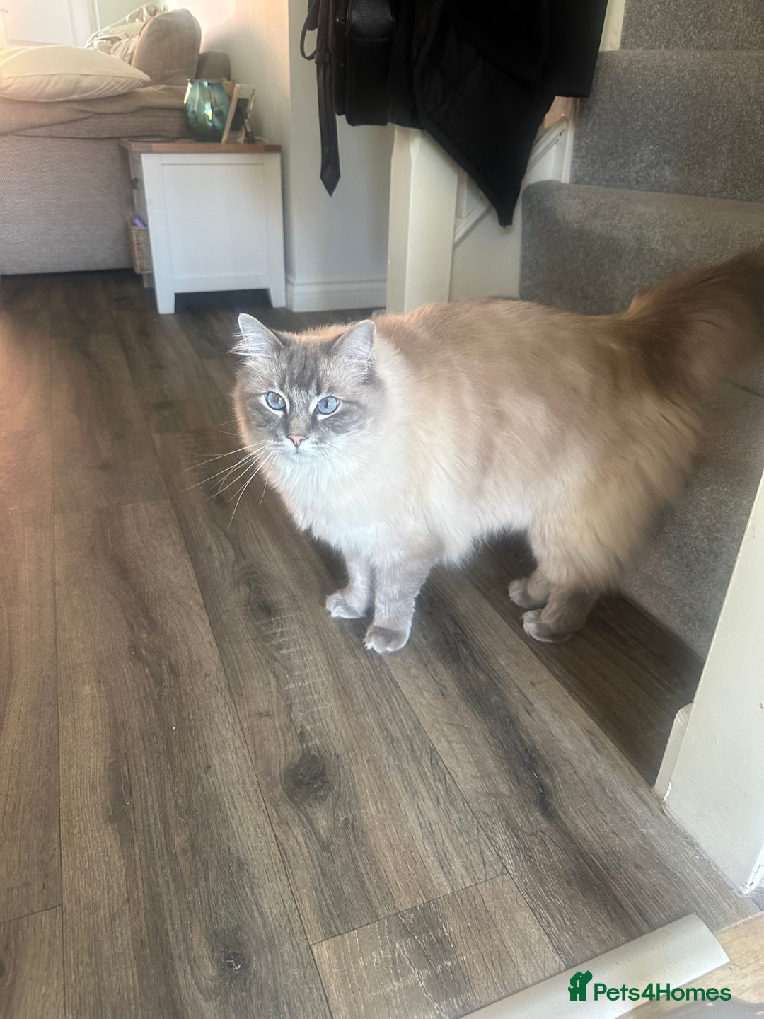 Ragdoll cats for sale: Ted 4yr old Blue Tabby Point Ragdoll for rehoming  - Image 5