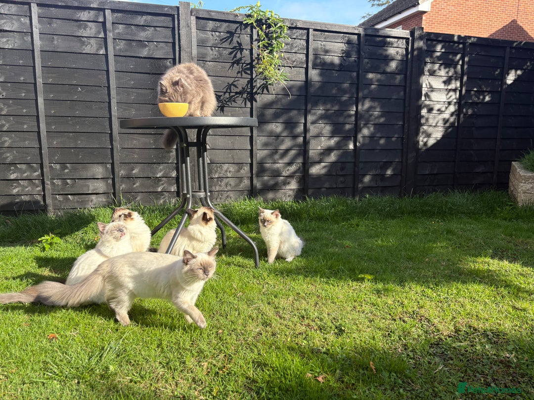 Ragdoll cats for sale: 5 beautiful Ragdoll kittens- 6 months old - Image 7