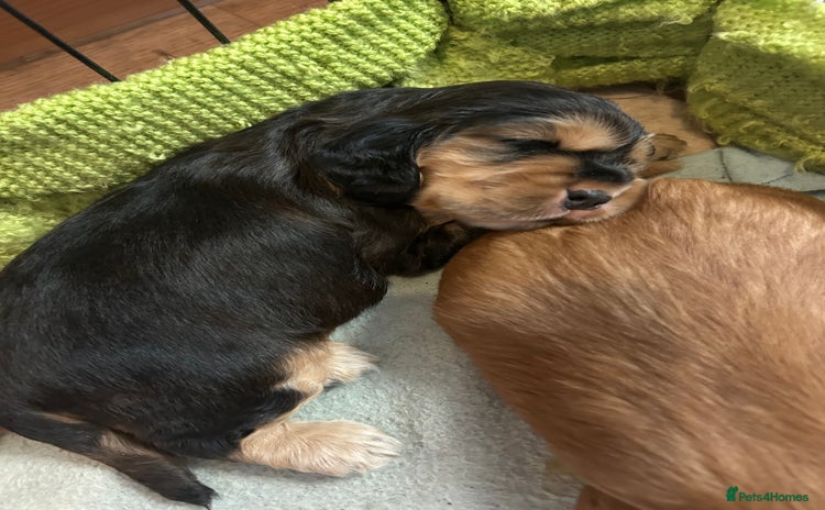 Cocker Spaniel dogs - Advert 6