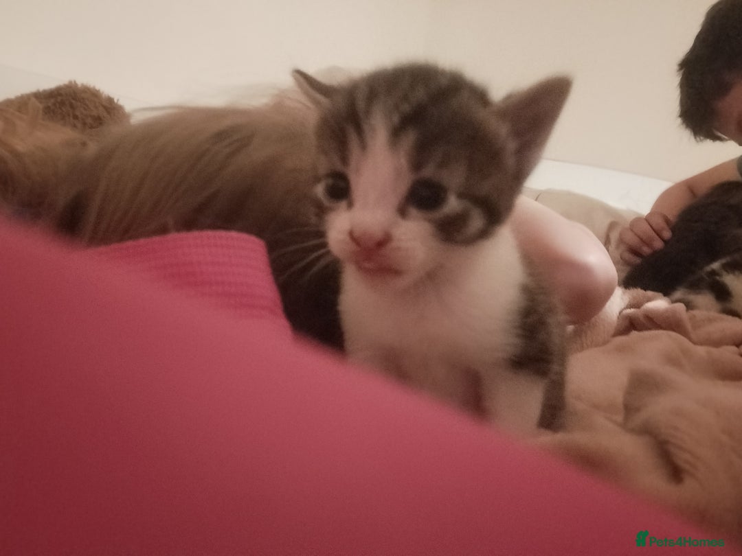 Mixed Breed cats for sale: 5 kittens looking for forever homes  - Image 2