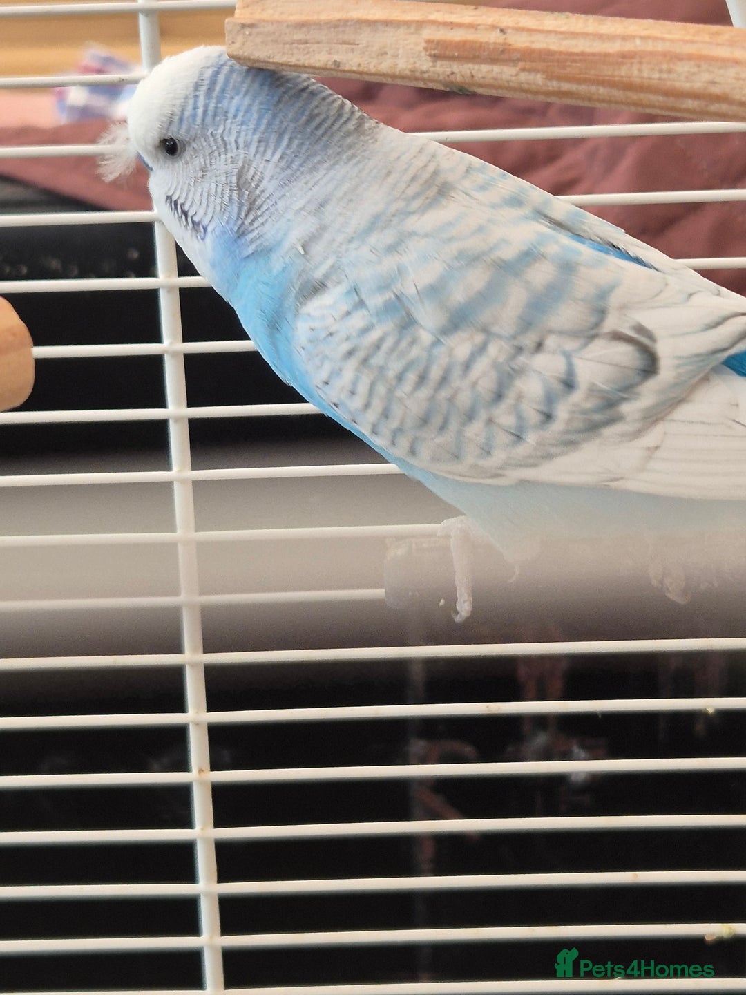 Budgerigars birds for sale: Al Capone needs a home - Image 3