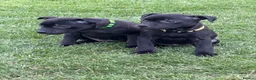 Staffordshire Bull Terrier dogs for sale: KC Black Puppies Ready Now - Advert 3