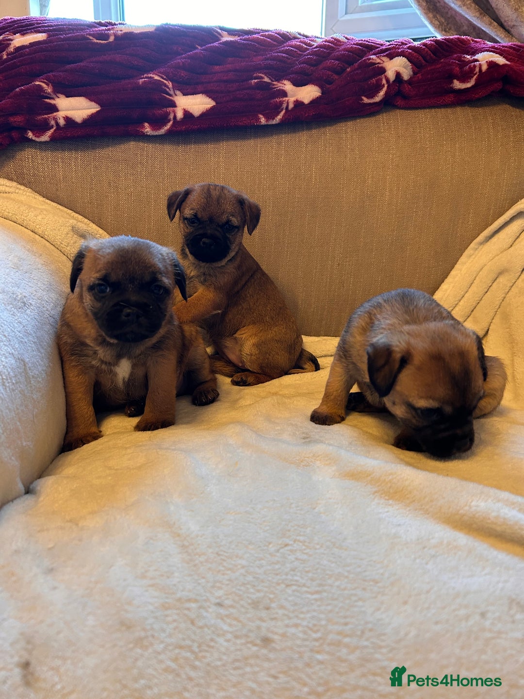 Border Terrier dogs for sale: Border terrier puppies for sale  - Image 14