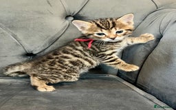 Bengal cats for sale: Stunning litter of Pure Bengals - Image 12