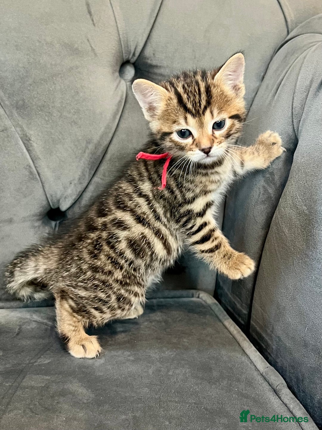 Bengal cats for sale: Stunning litter of Pure Bengals - Image 12