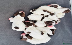 English Springer Spaniel dogs for sale: KC Quality English Springer Spaniels - Image 12