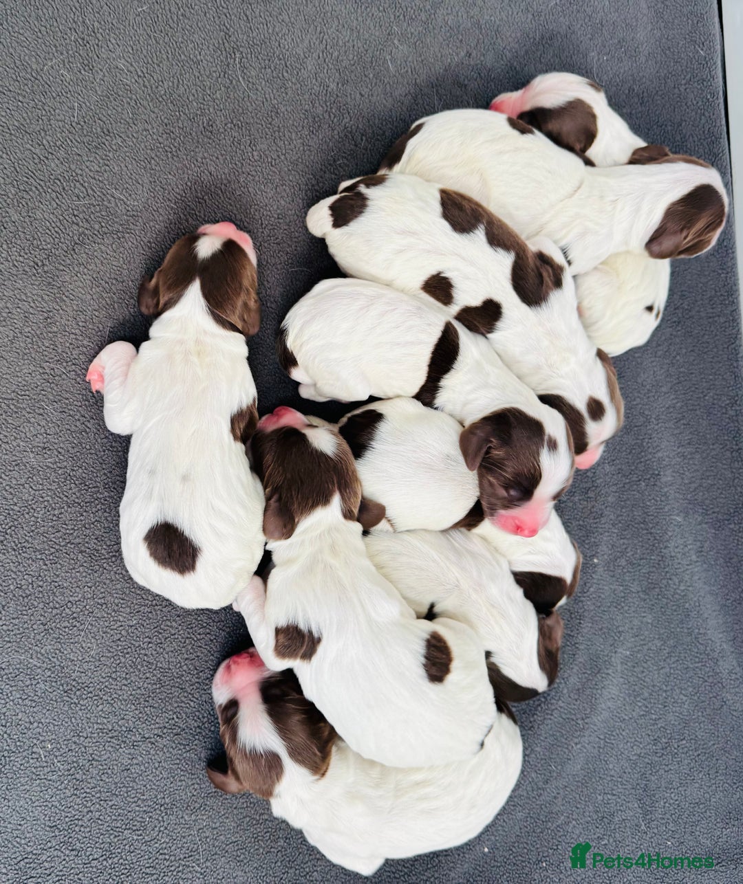 English Springer Spaniel dogs for sale: KC Quality English Springer Spaniels - Image 12