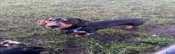 Dachshund dogs for stud: Handsome boy ready to stud  - Advert 10