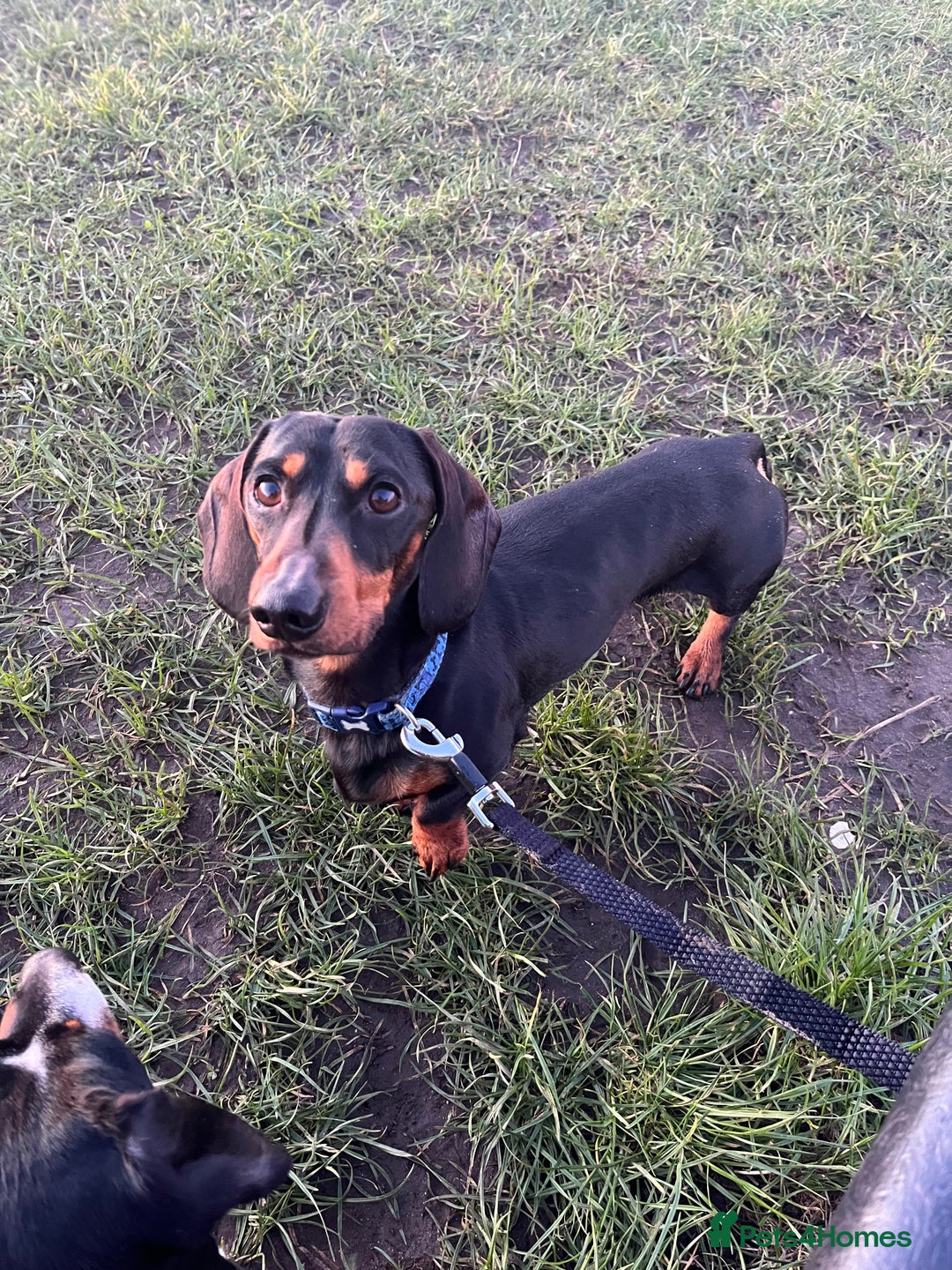 Dachshund dogs for stud: Handsome boy ready to stud  - Advert 10